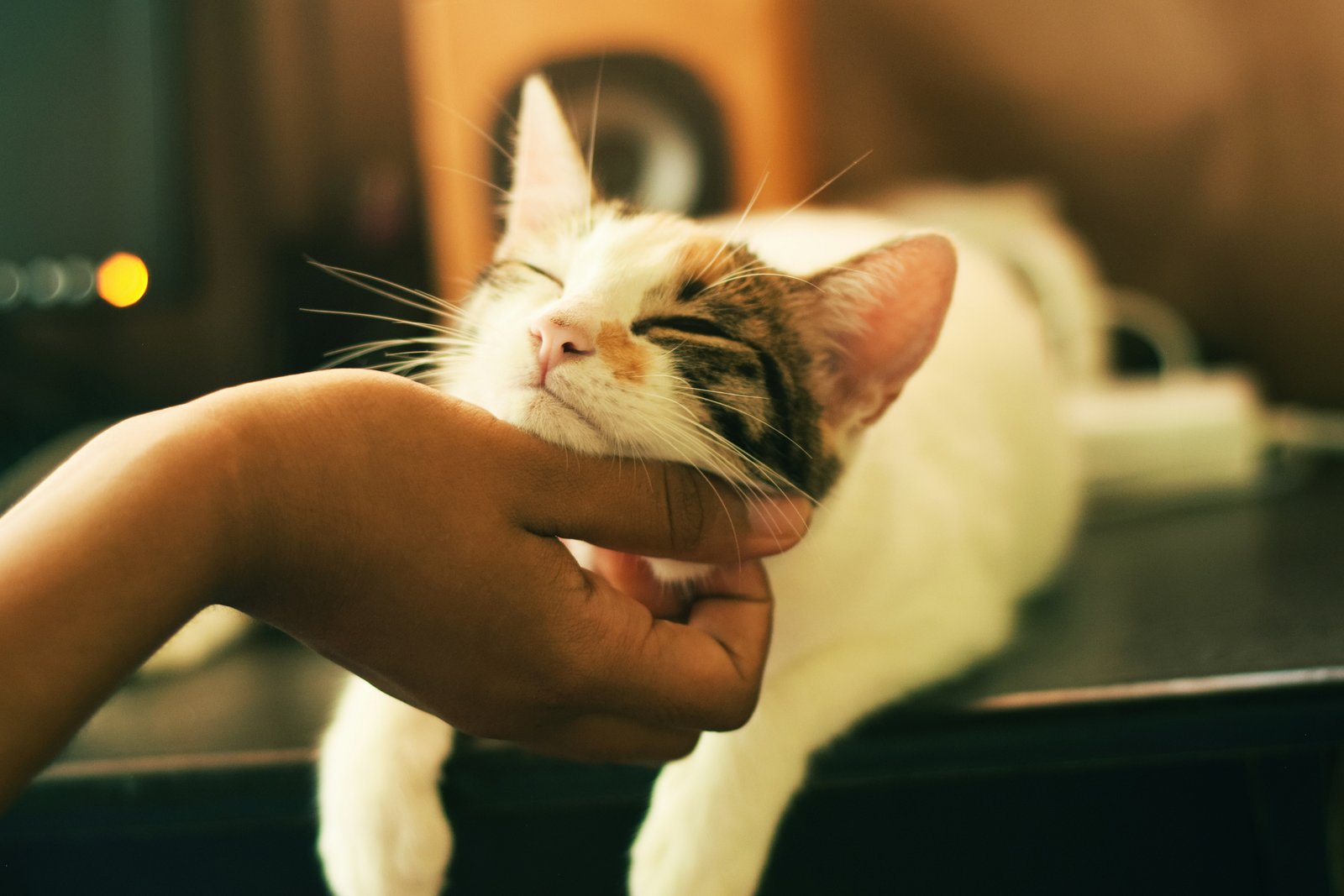 Veterinary doctor with a pet